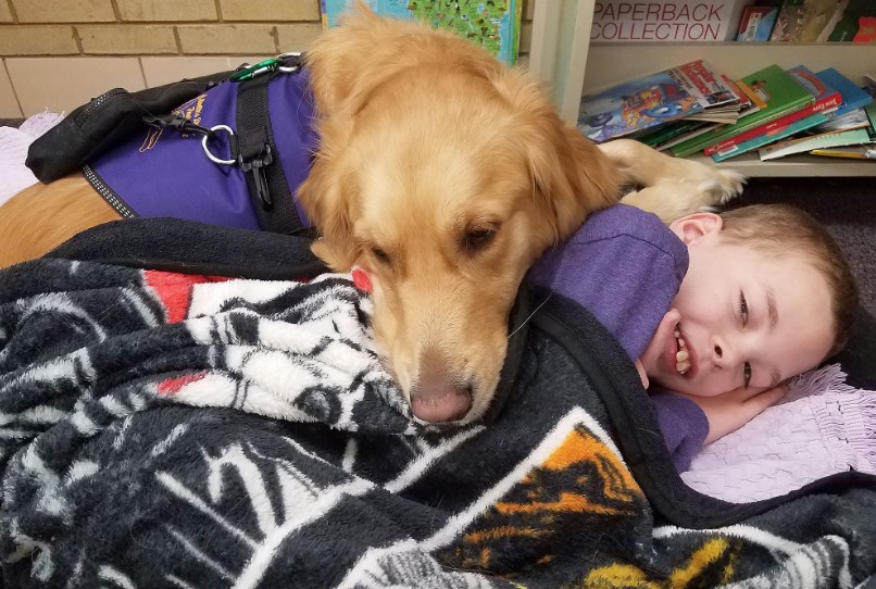 golden retriever takes care of boy with epilepsy in the school