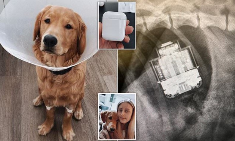Puppy Swallows a Pair of AirPods which still work