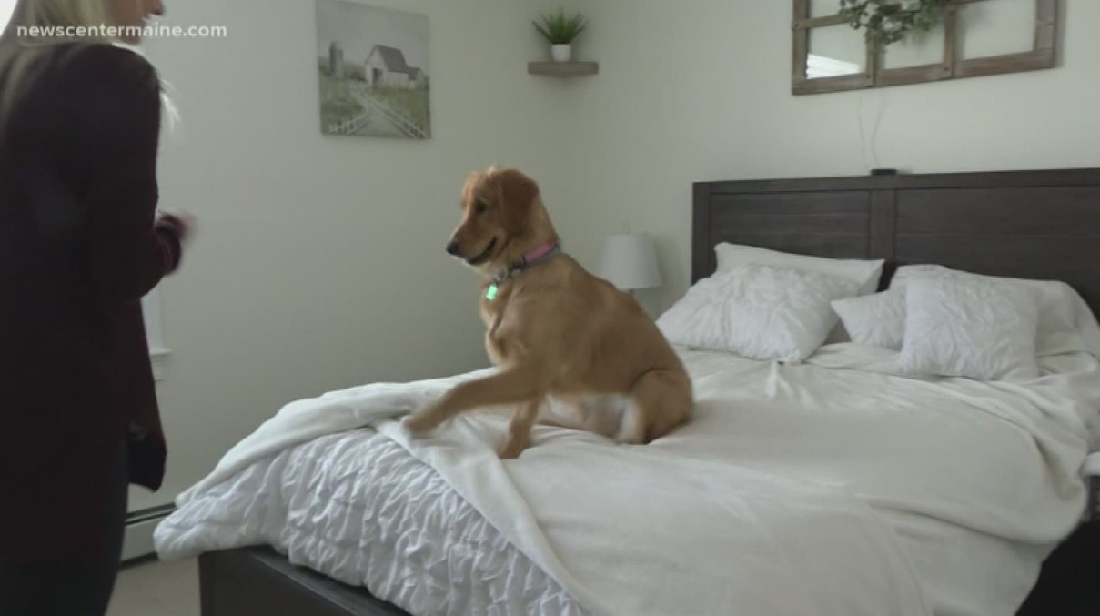 happy golden retriever jumping on the bed