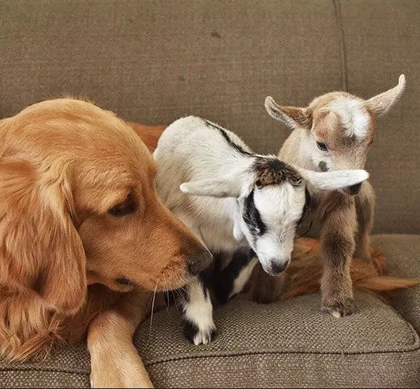 golden playing with baby goats