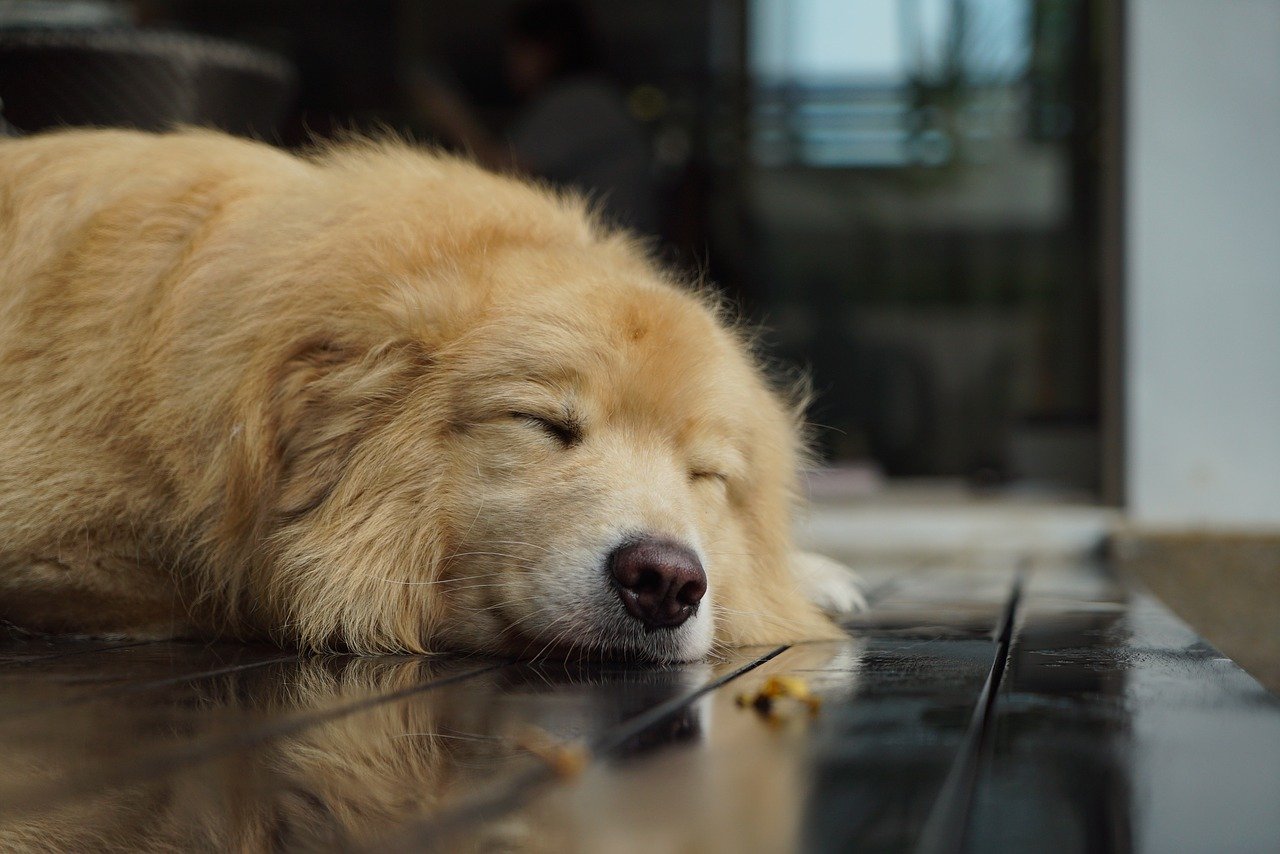 Fat Golden Retriever: How To Help A Dog To Lose Weight?