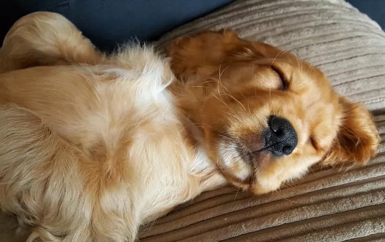 can goldens dream?