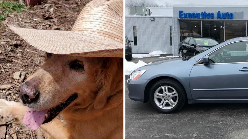 golden retriever found dead after being stolen with the car