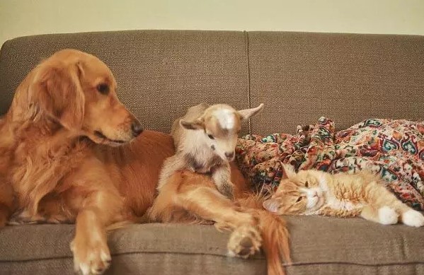 golden retriever, goat and cat sleeping together