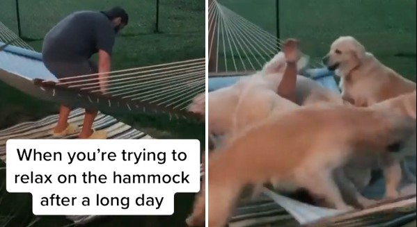 golden retriever dad with puppies on hammock fail