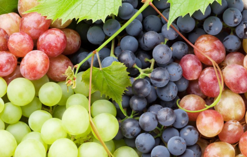 A picture of grapes in order to answer are grapes good for dogs