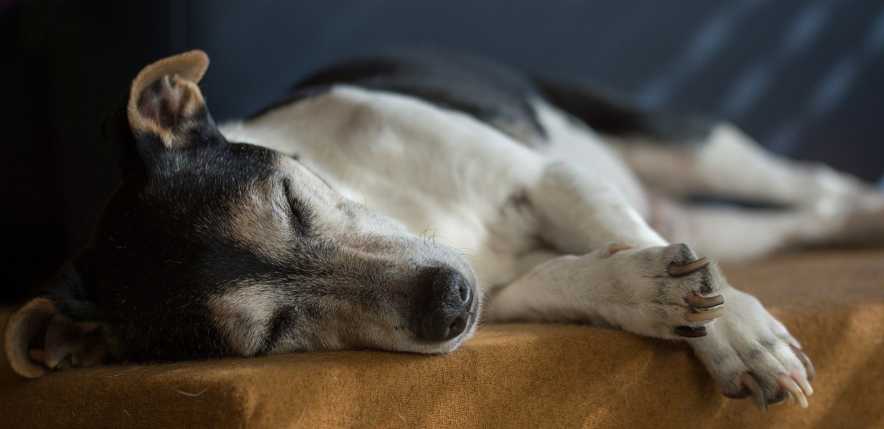 Dog Seizures: Causes, Symptoms, Treatment