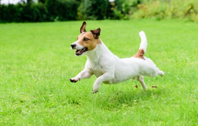Jack Russell Terrier running in order to answer how fast can a dog run