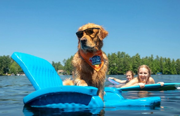 Golden retriever swimming with glasses