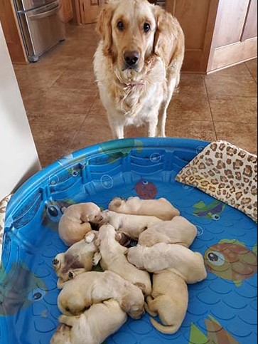 golden retriever and her puppies