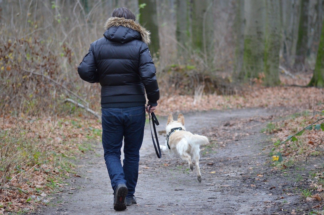 How To Train A Dog To Walk On A Leash?