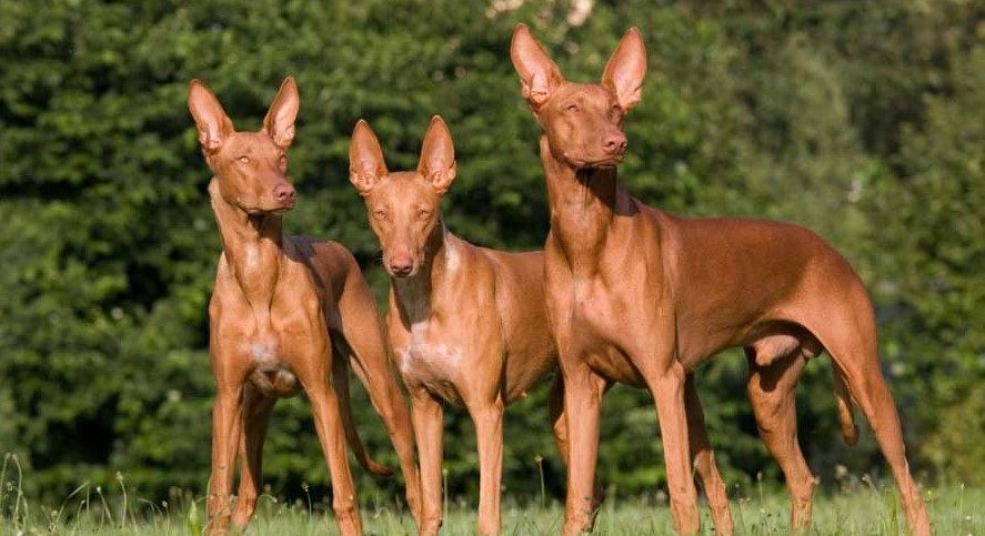 A picture of a Pharaoh Hound in order to answer how fast can a dog run