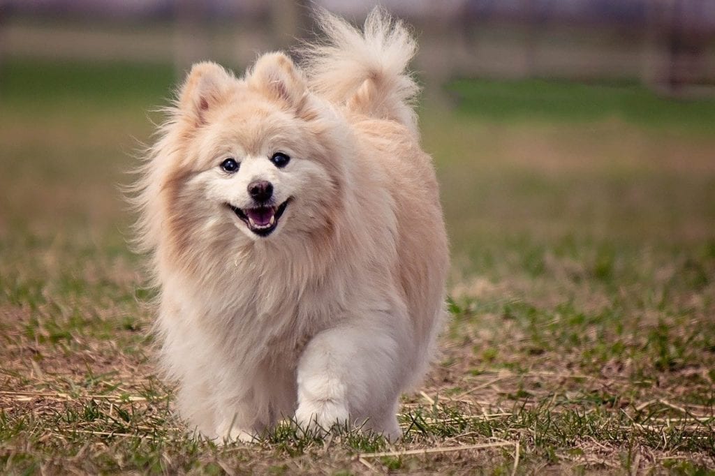 Pomeranian: Complete Dog Breed Info - Golden Retriever Club.