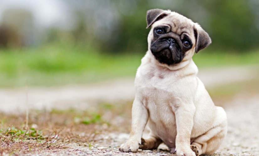 picture of a pug
