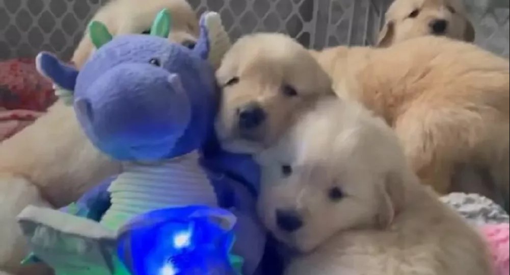 golden retriever puppies relaxing with toy