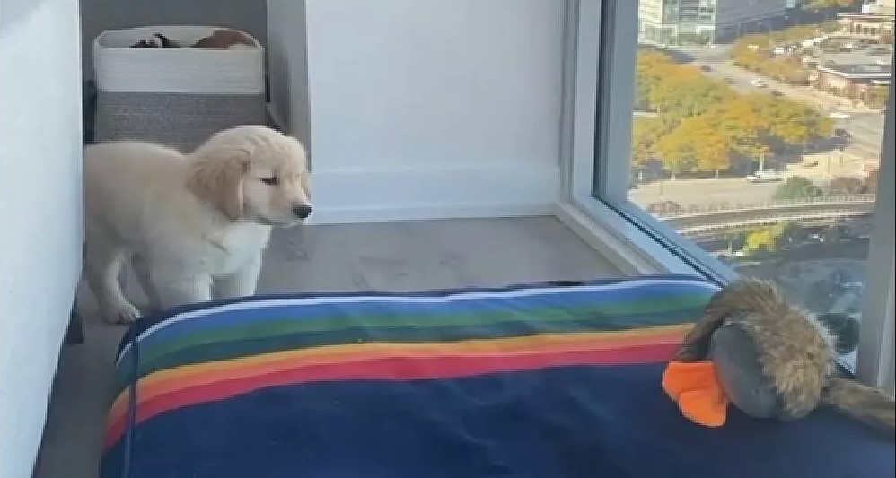 puppy attacking a toy