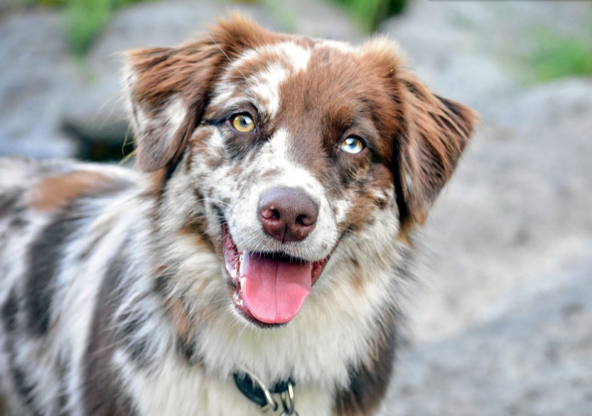 A picture of an Australian Shepherd dog smiling