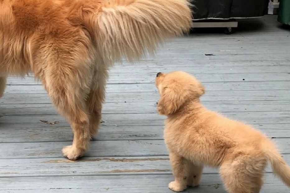 puppy looking at golden retriever's tail