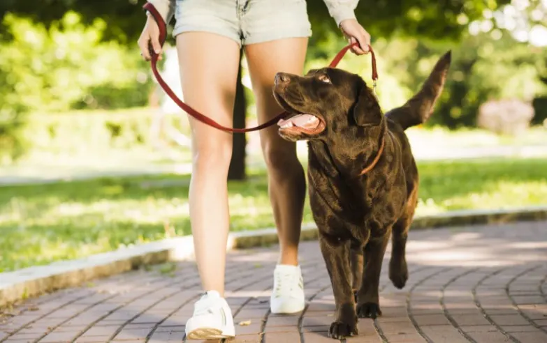 Picture of walking a dog in order to answer how often do you walk your dog?