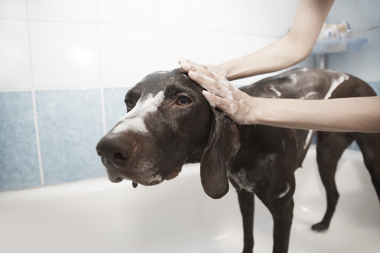 How Often To Bathe Dog