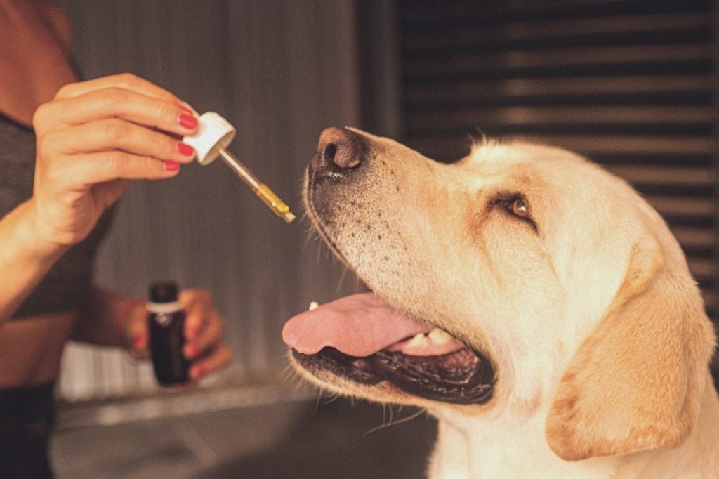 How to get a dog unstoned: "Help, my dog is high!" - Golden Retriever Club