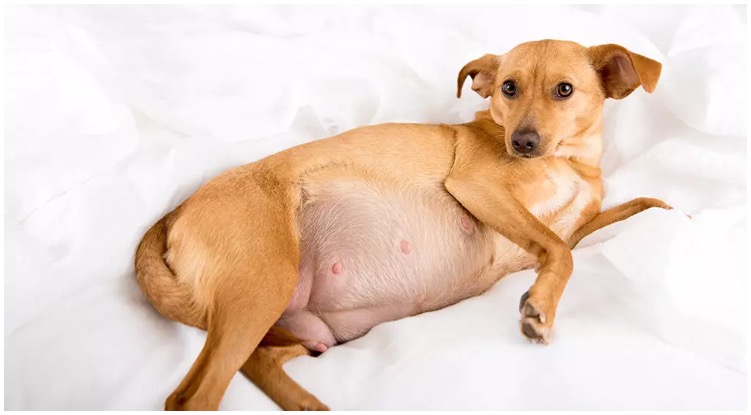 Dog Gestation Period — Canine Pregnancy