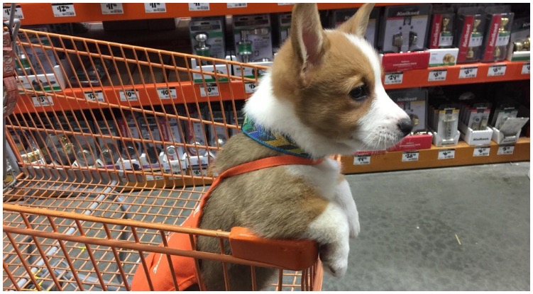 A dog in a shopping cart while his owner wonders are dogs allowed in home depot
