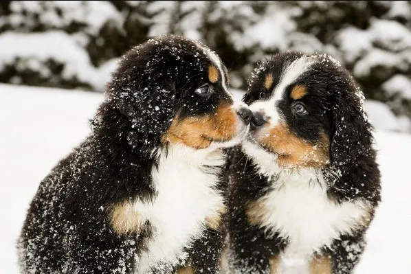 Bernese mountain dog puppies kissing