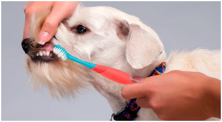 Owner brushing the teeth of his canine hoping he is using the best dog toothbrush
