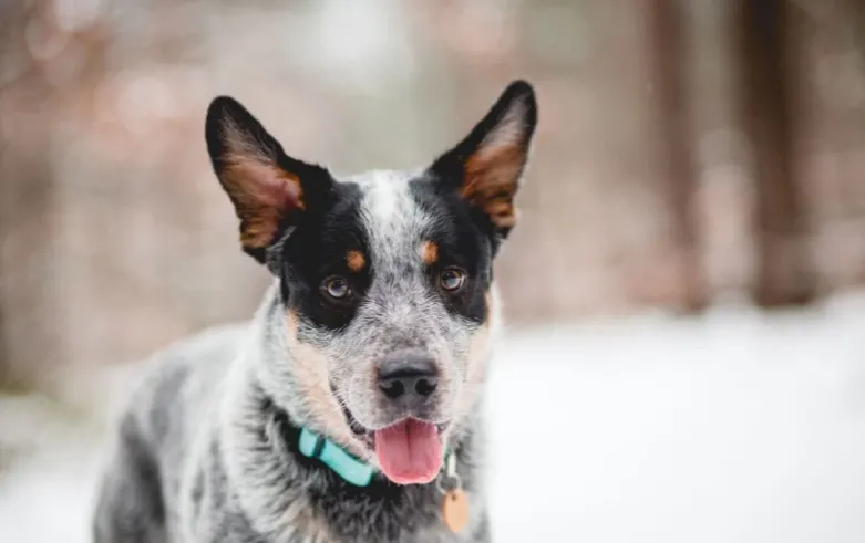 Picture of a Blue Heeler or Australian Cattle Dog