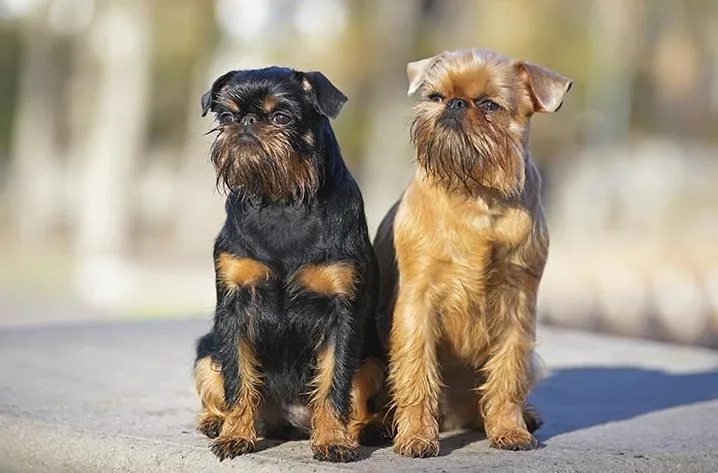 Brussels Griffon family dog