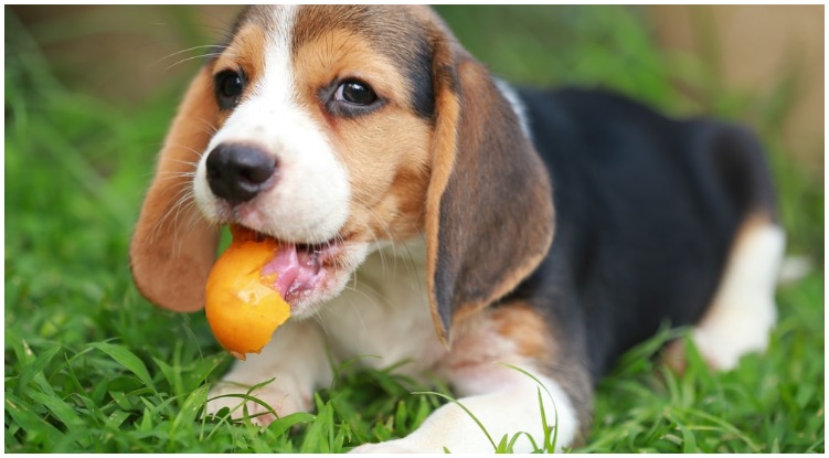 Dog with an egg shell in his mouth while his owner wonders can dogs eat egg shells
