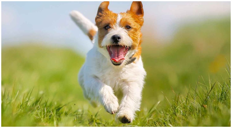 Adorable dog running around fields of grass while his owner wonders can dogs have ADHD
