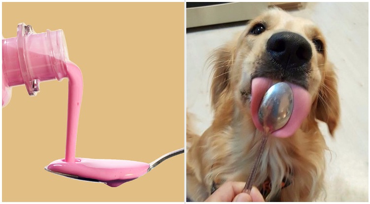 Golden retriever next to a spoon of pepto bismol while his owner wonders can you give a dog pepto bismol