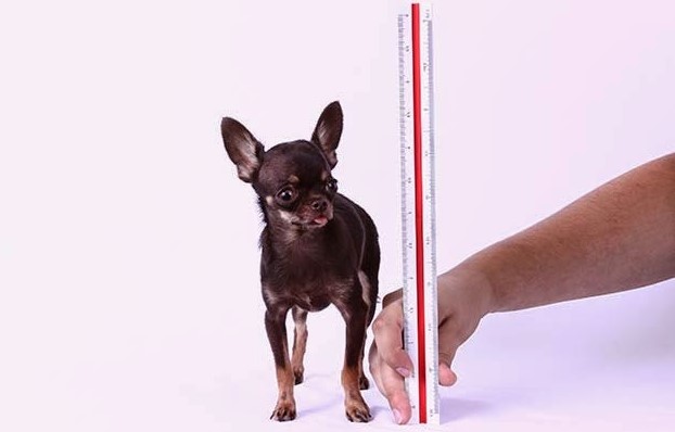 height of the smallest dog
