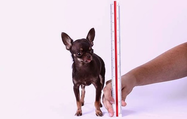 Smallest Dog In The World: Milly The Chihuahua