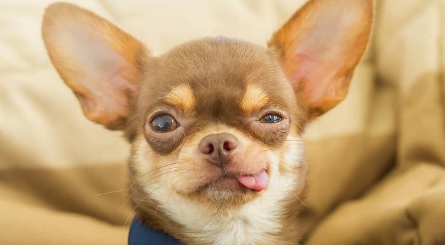 cute brown Chihuahua being one of the fawn color dog breeds 