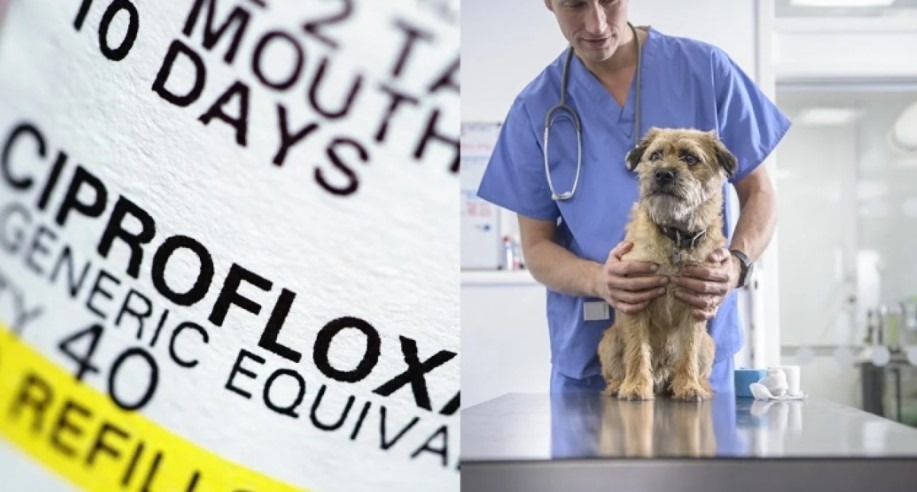 Ciprofloxacin side effects for dogs