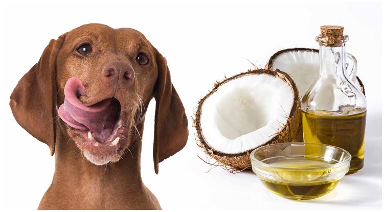 A dog owner trying to decide is coconut oil good for dogs?