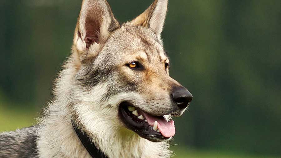 Wolf dog or Lupine dog: Are they dangerous?