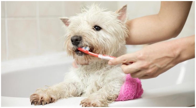 Dog owner brushing the teeth of his pup with diy dog toothpaste