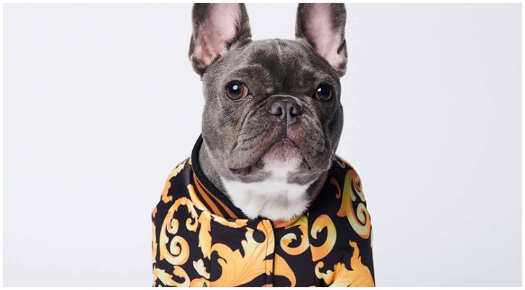 Dog owner trying out all of the designs dog clothes on his canine
