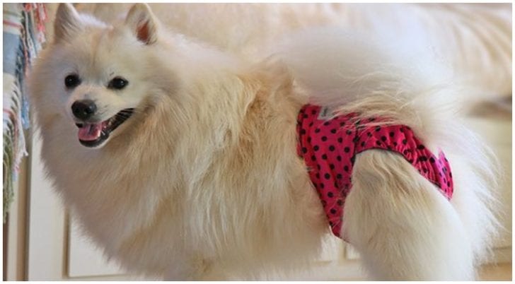 How Long Does A Dog In Heat Bleed Golden Retriever Club