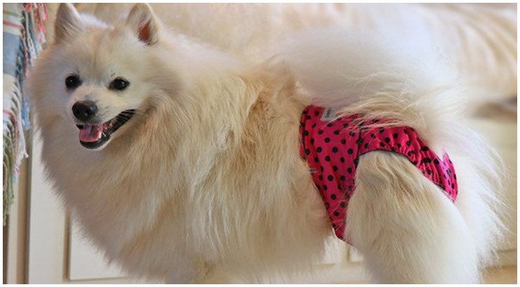 A Pomeranian wearing a dog bleeding pad while his owner wonders how long does a dog in heat bleed
