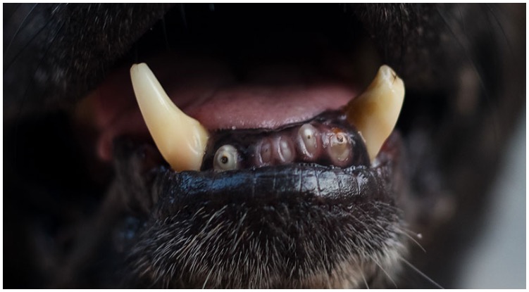 Vet looking at the mouth of a canine noticing he has dog broken tooth