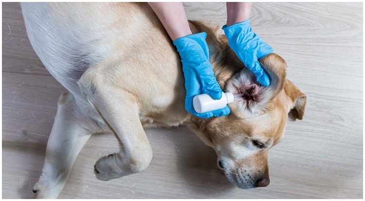 Golden retriever owner applying dog ear infection medicine to his pup