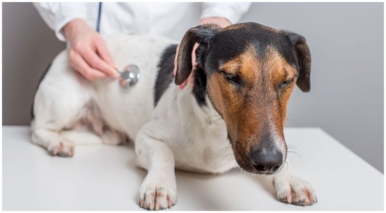 A veterinarian prescribing heartworm medicine for dogs