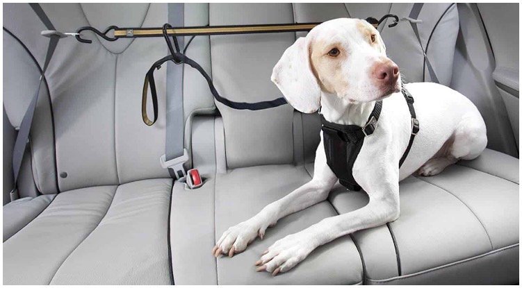 A dog sitting in the car while his owner wonders if a dog seat belt is really necessary