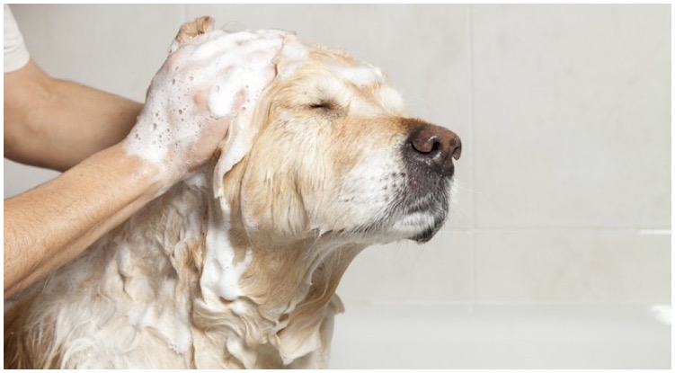 Owner giving his golden retriever a bath wondering if he needs medicated dog shampoo
