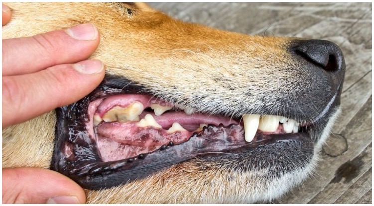 Dog owner looking at his dog’s teeth realizing he has a dog tooth infection